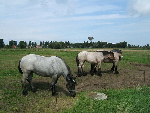Horse in Belgium