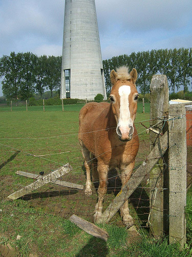 Horse in Belgium