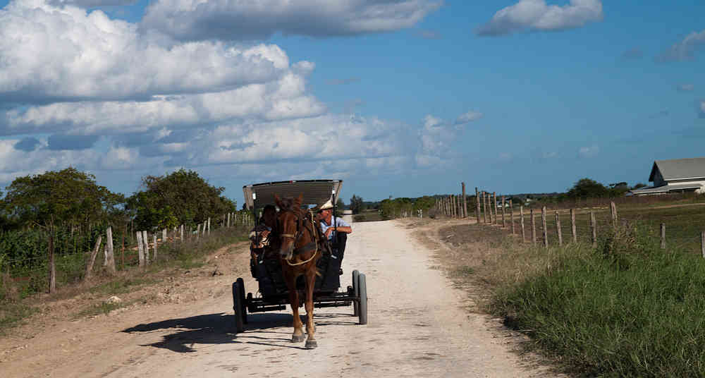 Horses in Belize Horses in Belize