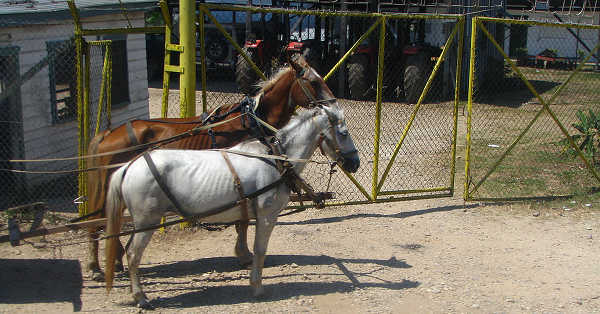 Horses in Belize