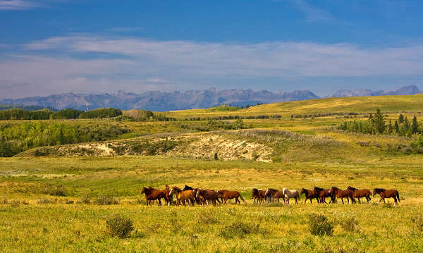 Horses in Belize Horses in Belize