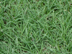 Bermuda grass Bermuda grass