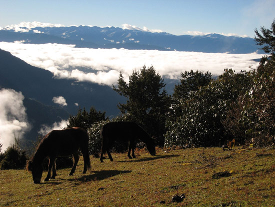Horse in Bhutan