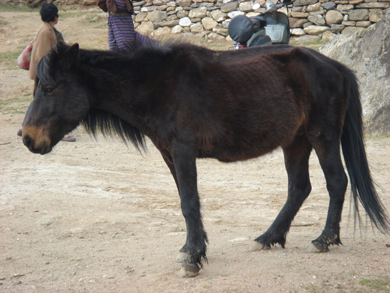 Horse in Bhutan
