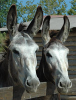 Burros