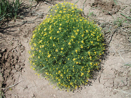 Bitterweed Bush
