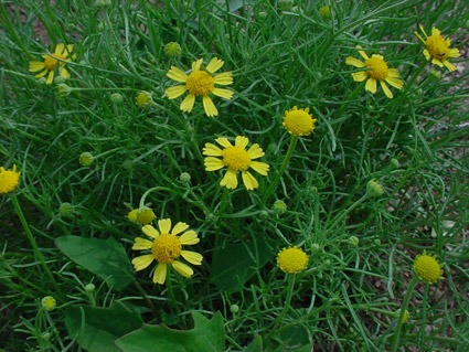 Bitterweed
