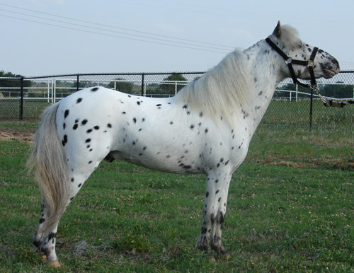 Black Appaloosa Horse Black Appaloosa Horse