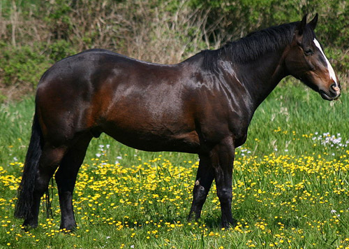 Black Bay Horse