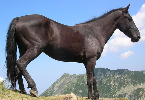 Fading Black Horse