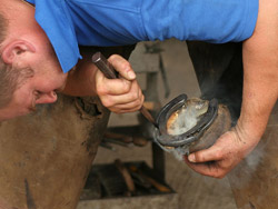 horse with blacksmith