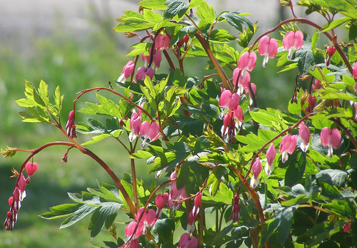 Bleeding Heart
