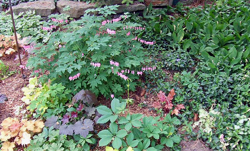 Bleeding Heart