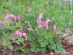 Bleeding heart