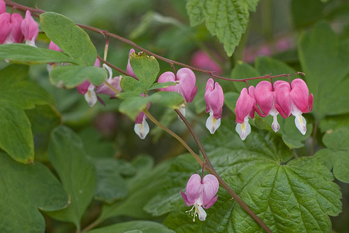 Bleeding Heart