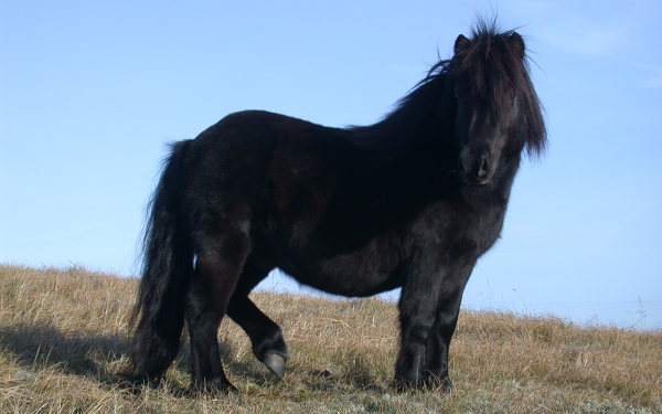 Non-Fading Black Horse