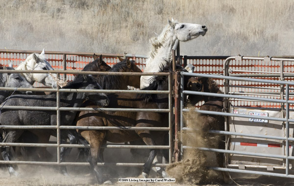 BLM Roundup BLM Roundup