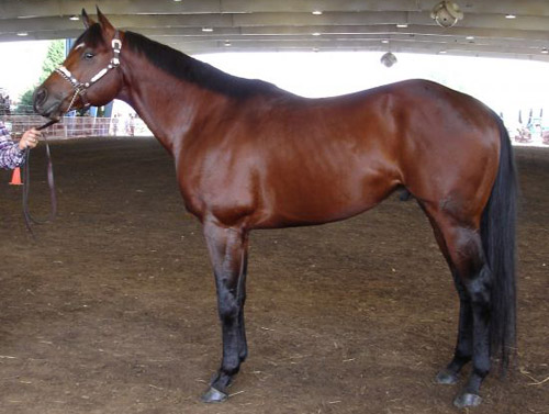 Blood Bay Horse