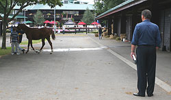 Bloodstock Agent