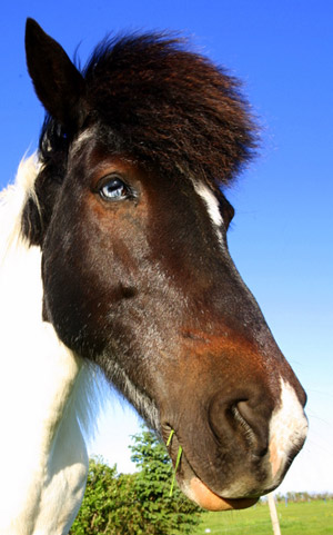 Blue Eye Blue Eyed Horse