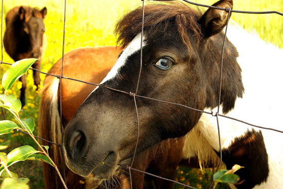 Horse with blue eyes