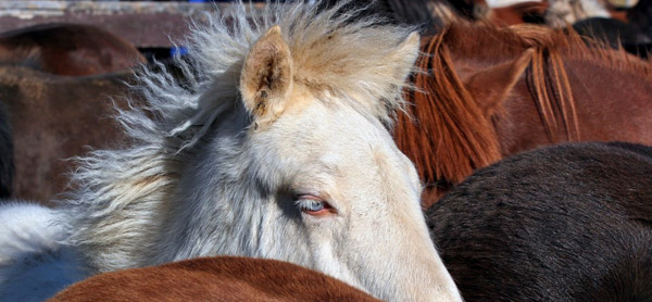 Horse with blue eyes