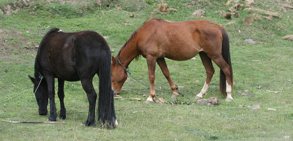 Horse in Bolivia