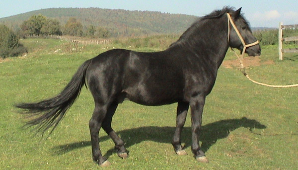 Bosnian Pony