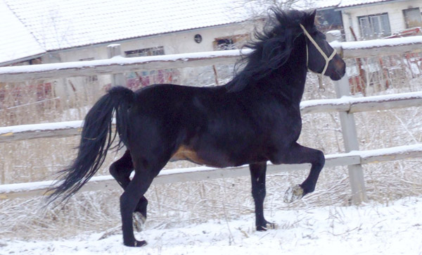Bosnian Pony