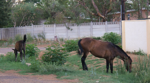 Horses in Botswana
