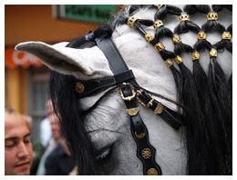 Decorated Horse