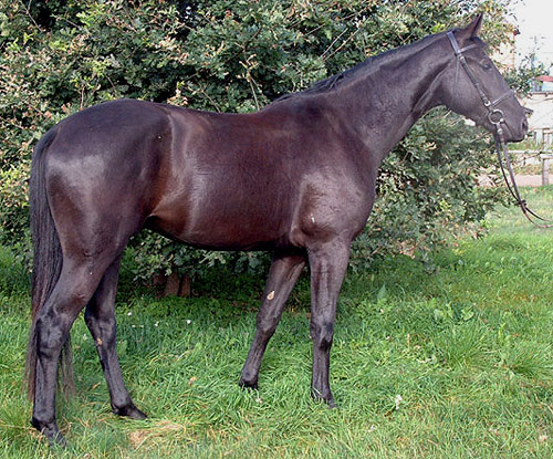 Brandenburger Horse