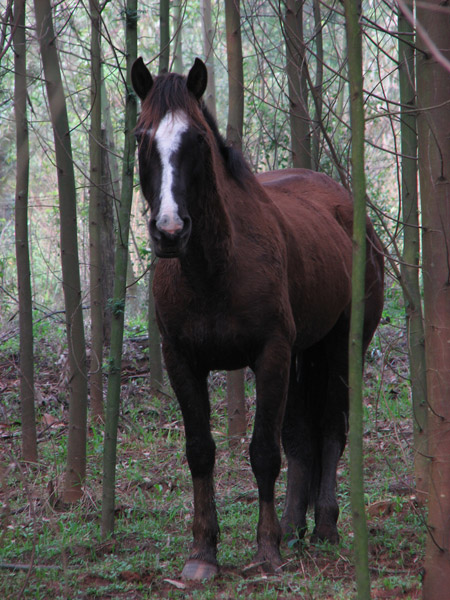 Wild Horse Wild Horse