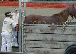 Horse with breeding manager