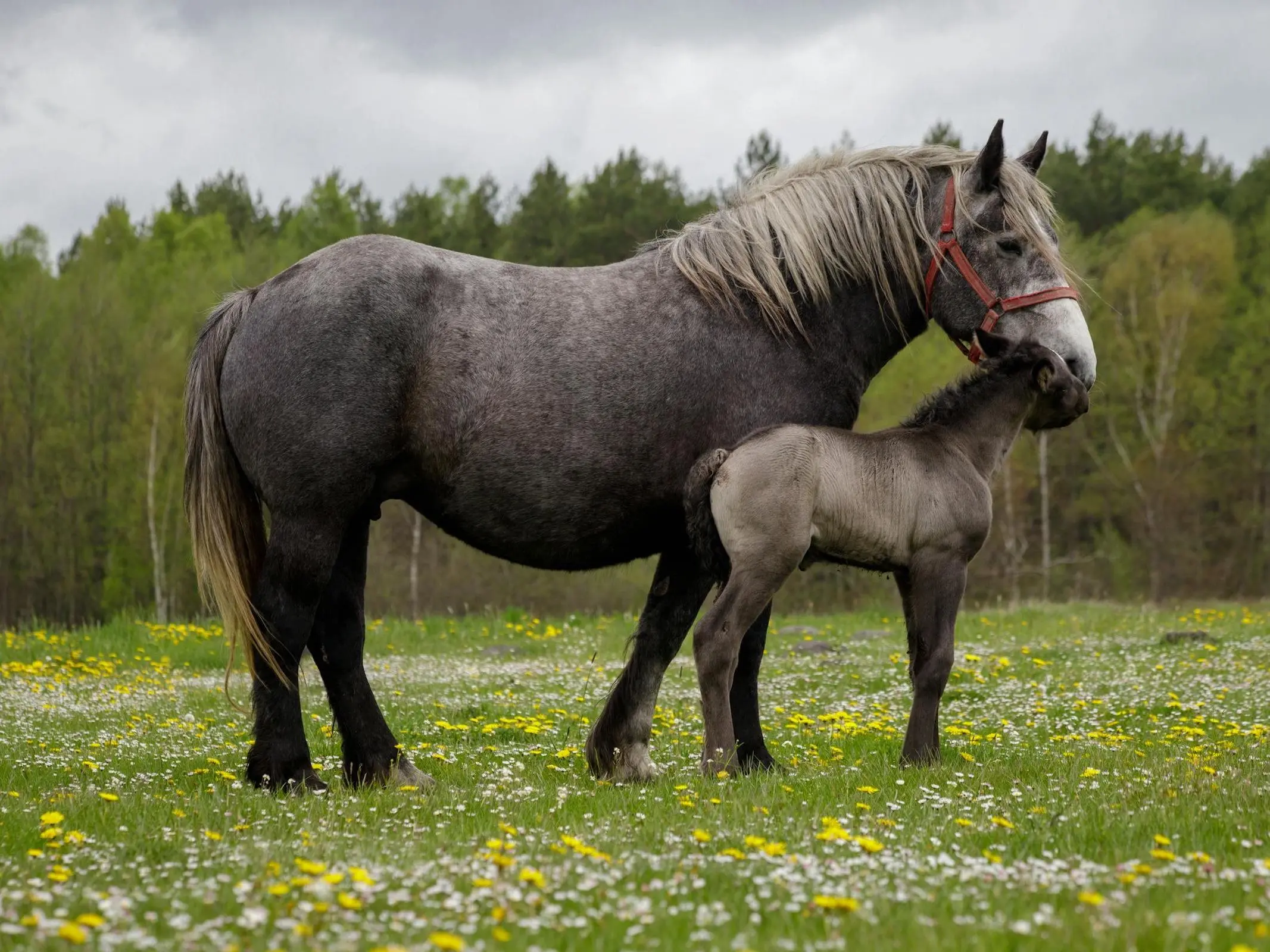 mare and foal