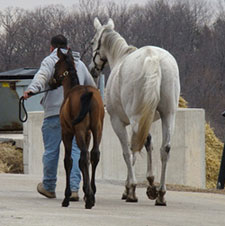 Broodmare Manager