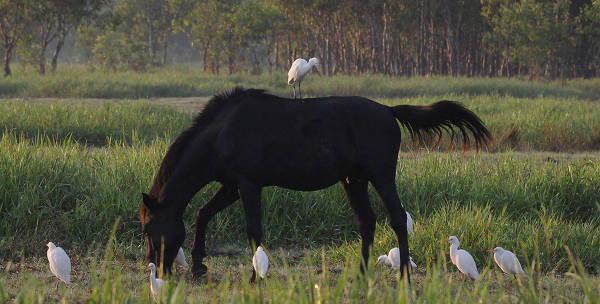 Where the Brumbies Come to Water