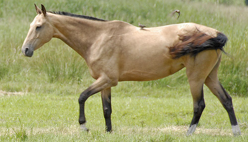 Buckskin Horse