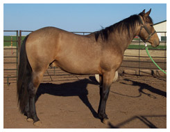 Dark Buckskin Horse