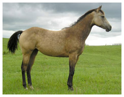 Light Buckskin Horse