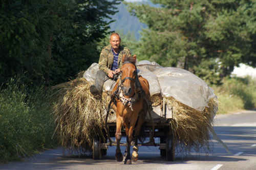 Horses competing in Bulgaria