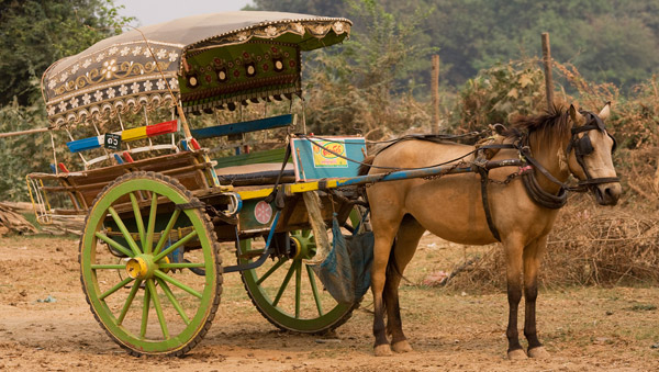 Horse in Burma