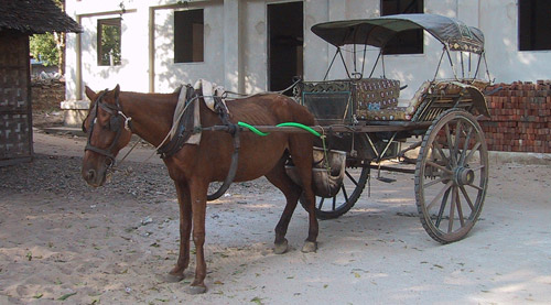 Burmese Pony