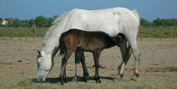 Camargue Horse