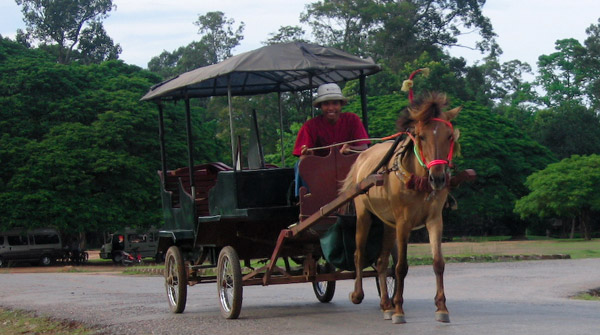Horse in Cambodia