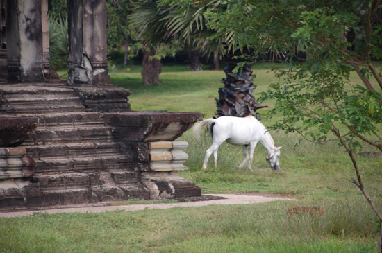 Horse in Cambodia