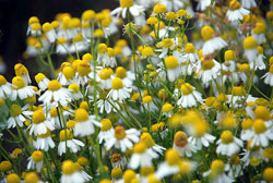 Camomile