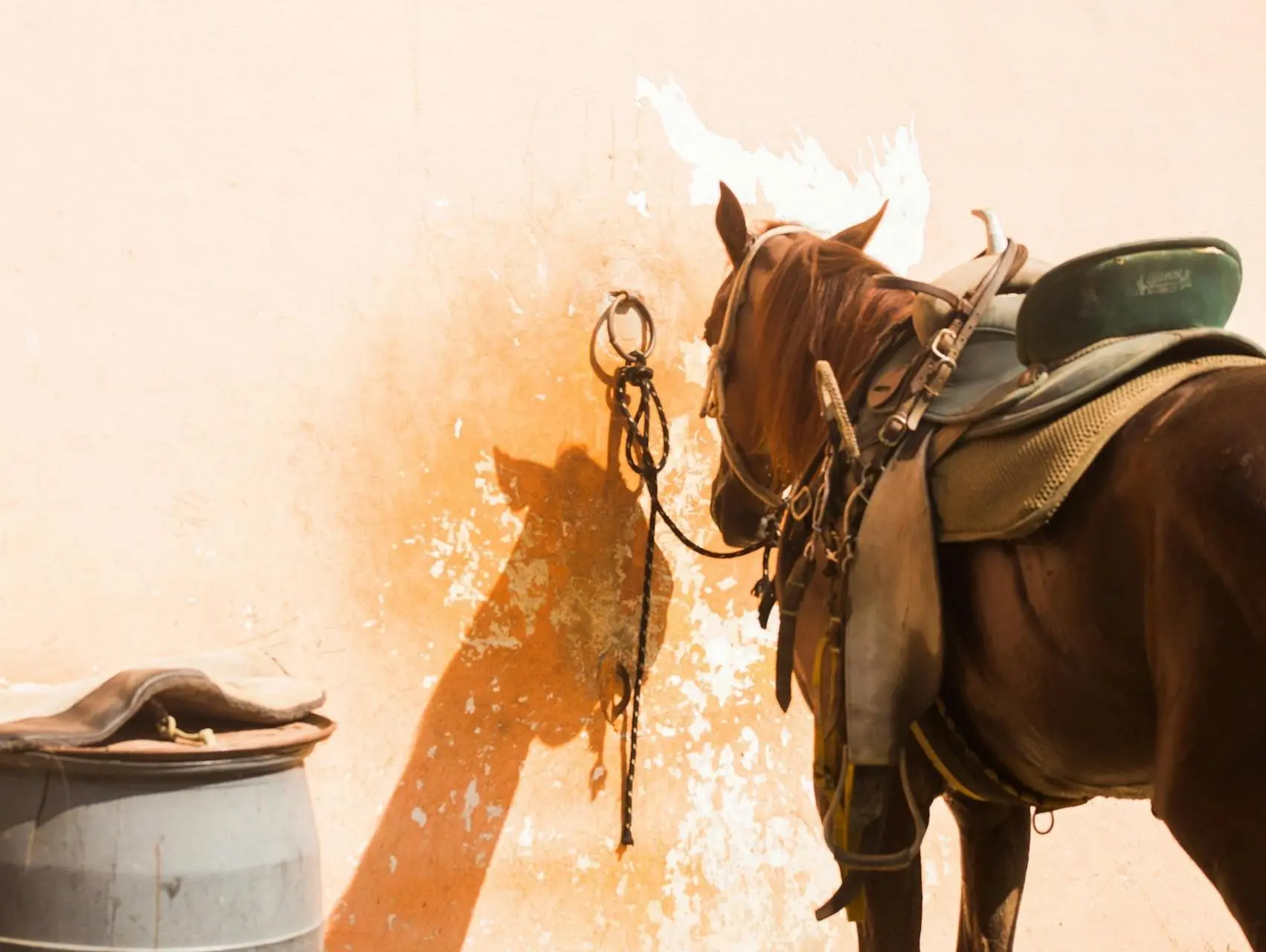 Campeiro Horse