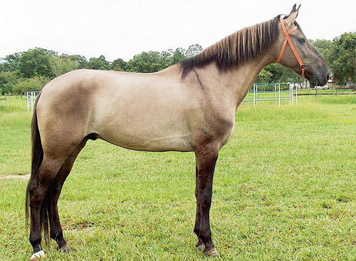 Campolina Horse