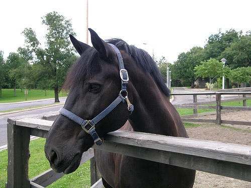Horse in Canada